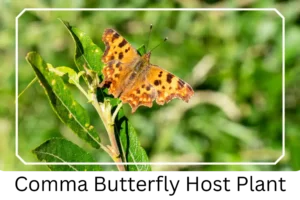 Comma Butterfly Host Plant