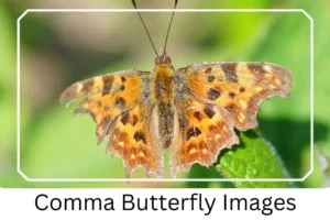 Comma Butterfly Images