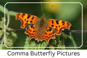 Comma Butterfly Pictures
