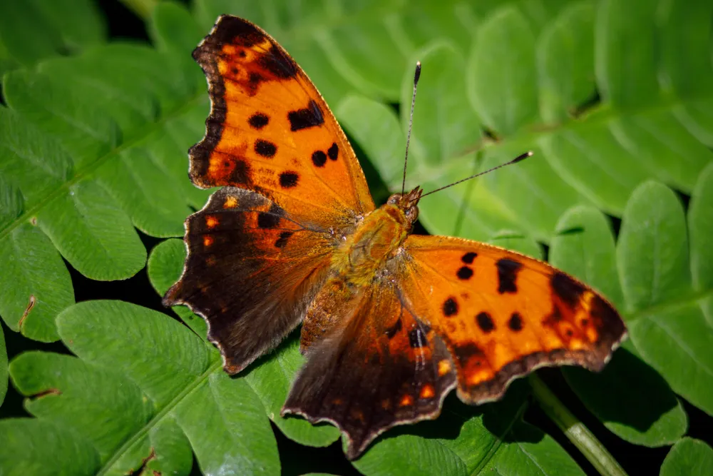 Common Copper Butterfly