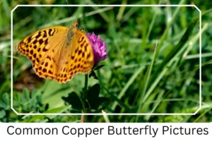 Common Copper Butterfly Pictures
