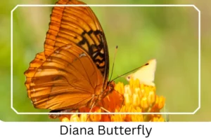 Diana Butterfly