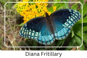 Diana Fritillary