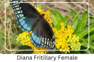 Diana Fritillary Female