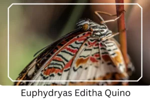 Euphydryas Editha Quino