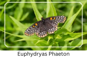 Euphydryas Phaeton