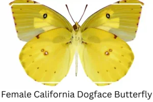 Female California Dogface Butterfly