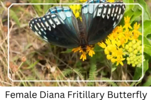 Female Diana Fritillary Butterfly