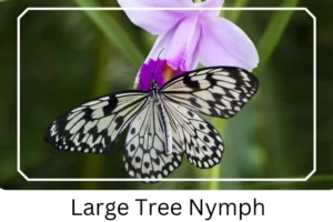 Large Tree Nymph