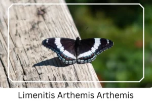 Limenitis Arthemis Arthemis