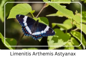 Limenitis Arthemis Astyanax