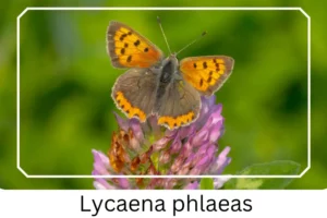 Lycaena phlaeas