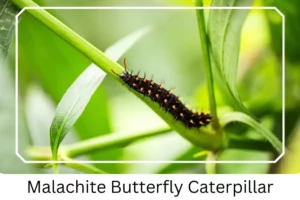 Malachite Butterfly Caterpillar