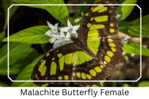 Malachite Butterfly Female