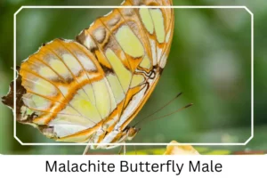 Malachite Butterfly Male