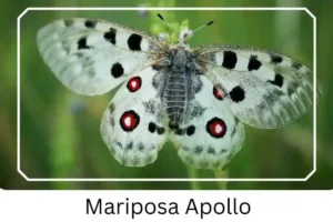 Mariposa Apollo