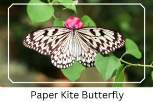 Paper Kite Butterfly 
