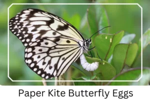 Paper Kite Butterfly Eggs butterflyidentification.com
