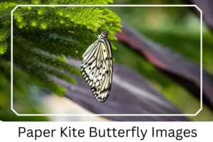 Paper Kite Butterfly Images
