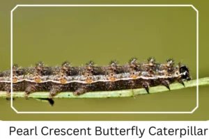 Pearl Crescent Butterfly Caterpillar