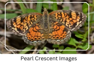 Pearl Crescent Images