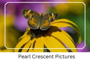 Pearl Crescent Pictures