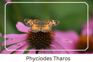 Phyciodes Tharos