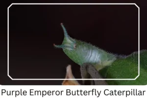 Purple Emperor Butterfly Caterpillar