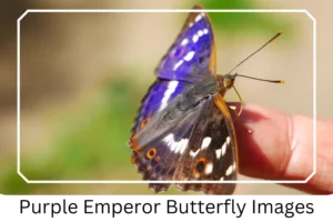 Purple Emperor Butterfly Images