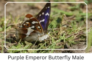 Purple Emperor Butterfly Male