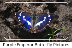 Purple Emperor Butterfly Pictures