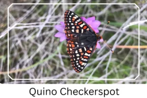 Quino Checkerspot