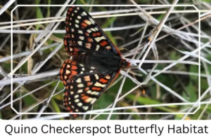 Quino Checkerspot Butterfly Habitat