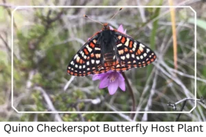 Quino Checkerspot Butterfly Host Plant