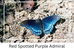 Red Spotted Purple Admiral 