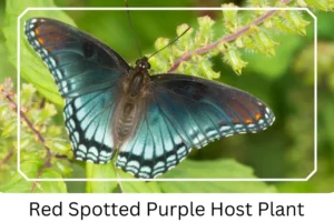 Red Spotted Purple Host Plant 