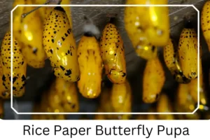 Rice Paper Butterfly Pupa