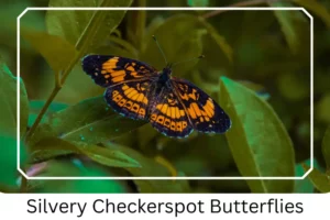 Silvery Checkerspot Butterflies 