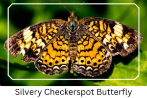 Silvery Checkerspot Butterfly 