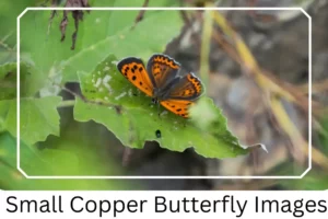 Small Copper Butterfly Images