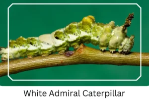 White Admiral Caterpillar