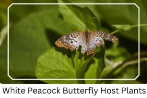 White Peacock Butterfly Host Plants