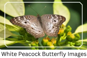 White Peacock Butterfly Images