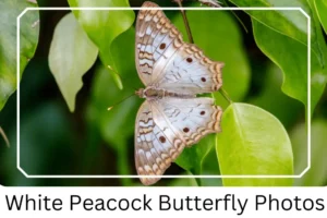 White Peacock Butterfly Photos 