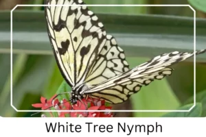 White Tree Nymph