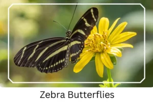 Zebra Butterflies