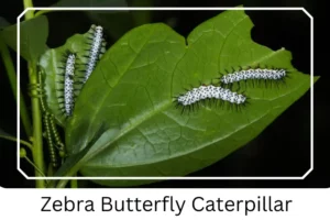 Zebra Butterfly Caterpillar