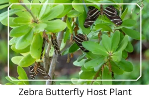Zebra Butterfly Host Plant
