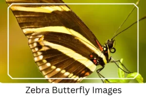 Zebra Butterfly Images
