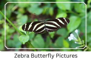 Zebra Butterfly Pictures 